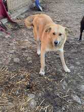 ISABELLA, Hund, Mischlingshund in Rumänien - Bild 6