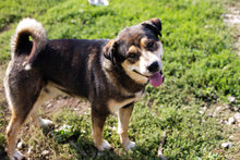 BARD, Hund, Mischlingshund in Kroatien - Bild 1