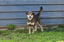BARD, Hund, Mischlingshund in Kroatien - Bild 4