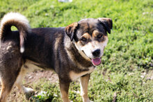 BARD, Hund, Mischlingshund in Kroatien - Bild 5