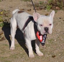 TACO, Hund, Französische Bulldogge in Spanien - Bild 4