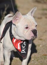 TACO, Hund, Französische Bulldogge in Spanien - Bild 5