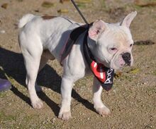 TACO, Hund, Französische Bulldogge in Spanien - Bild 6