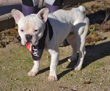 TACO, Hund, Französische Bulldogge in Spanien - Bild 7