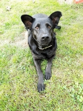 HAN, Hund, Labrador Retriever in Kroatien - Bild 1