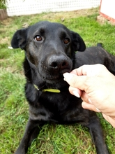 HAN, Hund, Labrador Retriever in Kroatien - Bild 7