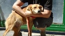 MARLU, Hund, Mischlingshund in Ungarn - Bild 2