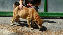 MARLU, Hund, Mischlingshund in Ungarn - Bild 3
