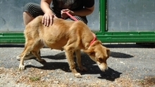 MARLU, Hund, Mischlingshund in Ungarn - Bild 4