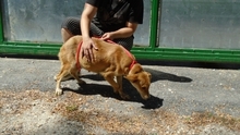 MARLU, Hund, Mischlingshund in Ungarn - Bild 5