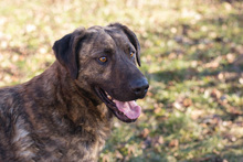 MONSIEUR, Hund, Mischlingshund in Kroatien - Bild 1