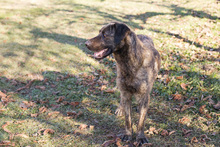 MONSIEUR, Hund, Mischlingshund in Kroatien - Bild 6