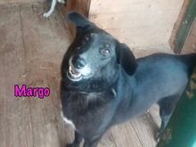 MARGO, Hund, Mischlingshund in Russische Föderation - Bild 1