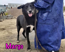 MARGO, Hund, Mischlingshund in Russische Föderation - Bild 2