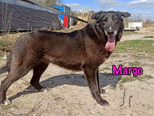 MARGO, Hund, Mischlingshund in Russische Föderation - Bild 3