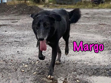 MARGO, Hund, Mischlingshund in Russische Föderation - Bild 4