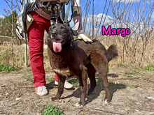 MARGO, Hund, Mischlingshund in Russische Föderation - Bild 5