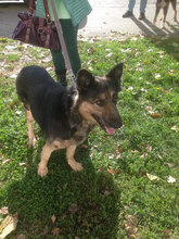 Tierheim-Hunde suchen und finden