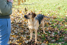 SPIKE, Hund, Schnauzer-Deutscher Schäferhund-Mix in Kroatien - Bild 4
