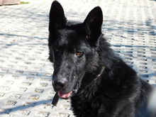 NIKITO, Hund, Mischlingshund in Slowakische Republik - Bild 1