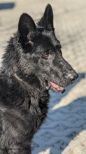 NIKITO, Hund, Mischlingshund in Slowakische Republik - Bild 3