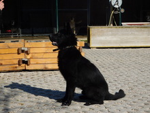 NIKITO, Hund, Mischlingshund in Slowakische Republik - Bild 4