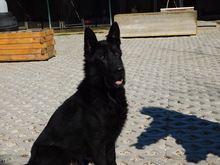 NIKITO, Hund, Mischlingshund in Slowakische Republik - Bild 7