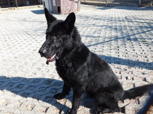 NIKITO, Hund, Mischlingshund in Slowakische Republik - Bild 9