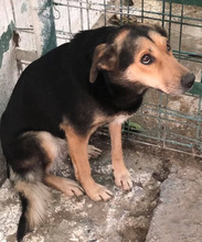 MIRABELL, Hund, Mischlingshund in Rumänien - Bild 1