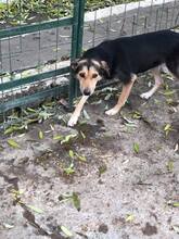 MIRABELL, Hund, Mischlingshund in Rumänien - Bild 2