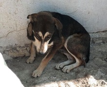 TAAVI, Hund, Mischlingshund in Rumänien - Bild 1
