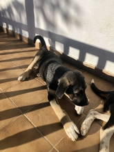ANIKAN, Hund, Herdenschutzhund-Mix in Griechenland - Bild 10