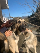 ANIKAN, Hund, Herdenschutzhund-Mix in Griechenland - Bild 2