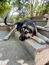 ANIKAN, Hund, Herdenschutzhund-Mix in Griechenland - Bild 3