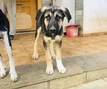 ANIKAN, Hund, Herdenschutzhund-Mix in Griechenland - Bild 7