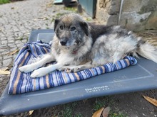 TOMIS, Hund, Mischlingshund in Großröhrsdorf - Bild 8
