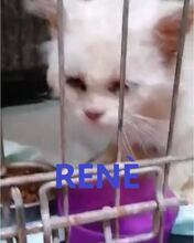 RENE, Katze, Langhaarkatze-Mix in Bulgarien - Bild 1