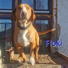 FLOKI, Hund, Posavski Gonic in Zwiesel - Bild 1