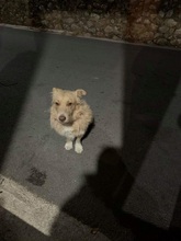 ROKYKIDDO, Hund, Mischlingshund in Griechenland - Bild 10