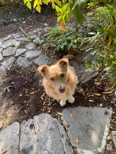 ROKYKIDDO, Hund, Mischlingshund in Griechenland - Bild 11
