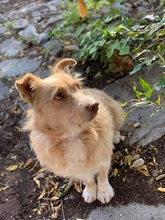 ROKYKIDDO, Hund, Mischlingshund in Griechenland - Bild 14