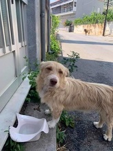 ROKYKIDDO, Hund, Mischlingshund in Griechenland - Bild 15