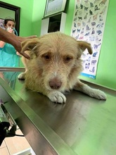 ROKYKIDDO, Hund, Mischlingshund in Griechenland - Bild 3