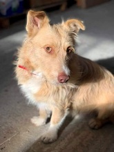 ROKYKIDDO, Hund, Mischlingshund in Griechenland - Bild 5