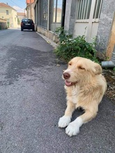 ROKYKIDDO, Hund, Mischlingshund in Griechenland - Bild 8