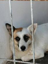 LINA, Hund, Mischlingshund in Rumänien - Bild 1