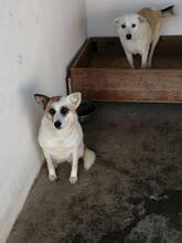 LINA, Hund, Mischlingshund in Rumänien - Bild 2