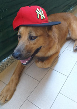 JACKY, Hund, Deutscher Schäferhund-Mix in Italien - Bild 10