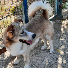 DILLON, Hund, Mischlingshund in Griechenland - Bild 1