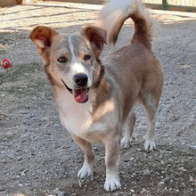 DILLON, Hund, Mischlingshund in Griechenland - Bild 10